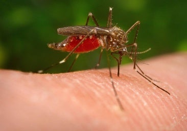 Detectan en Barbate «altos niveles» de mosquitos potencialmente transmisores del Virus del Nilo Occidental