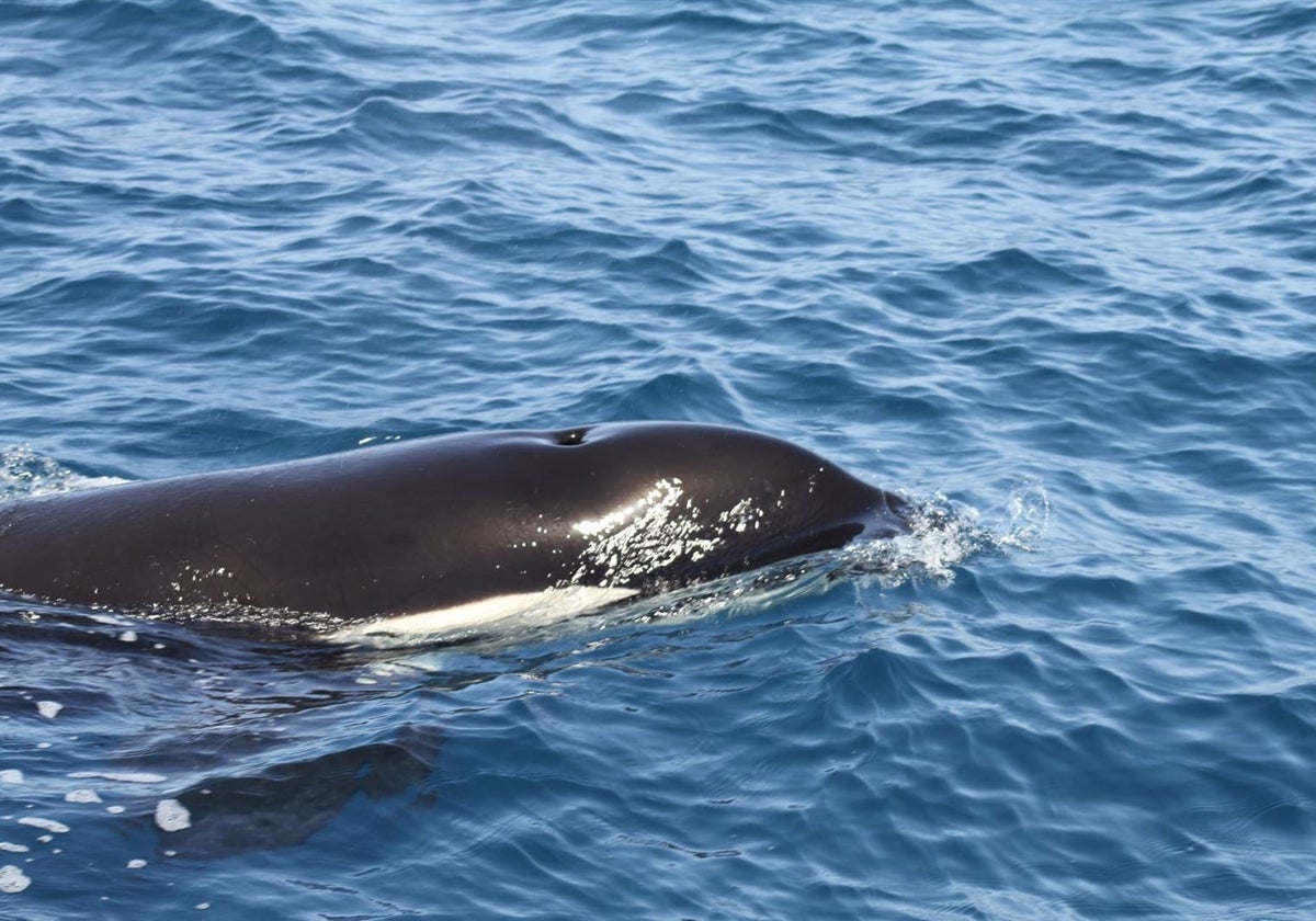 Orcas en el Estrecho de Gibraltar.