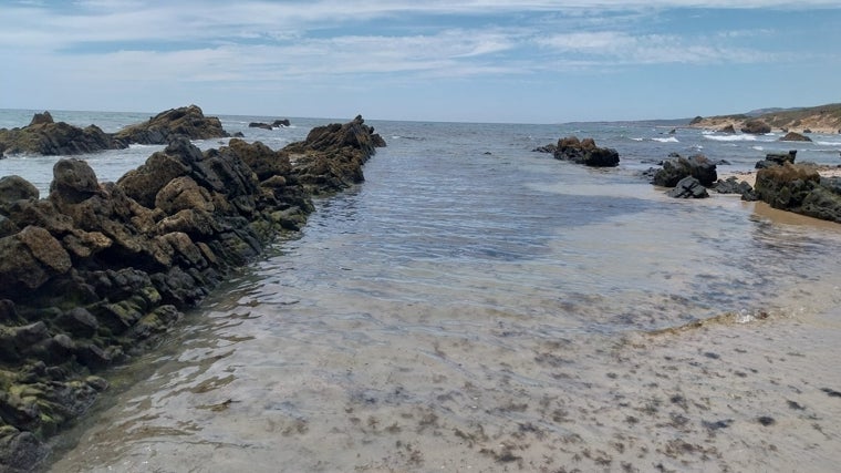 Las maravillosas piscinas de Baelo Claudia, en Tarifa, &#039;invadidas&#039; por las algas