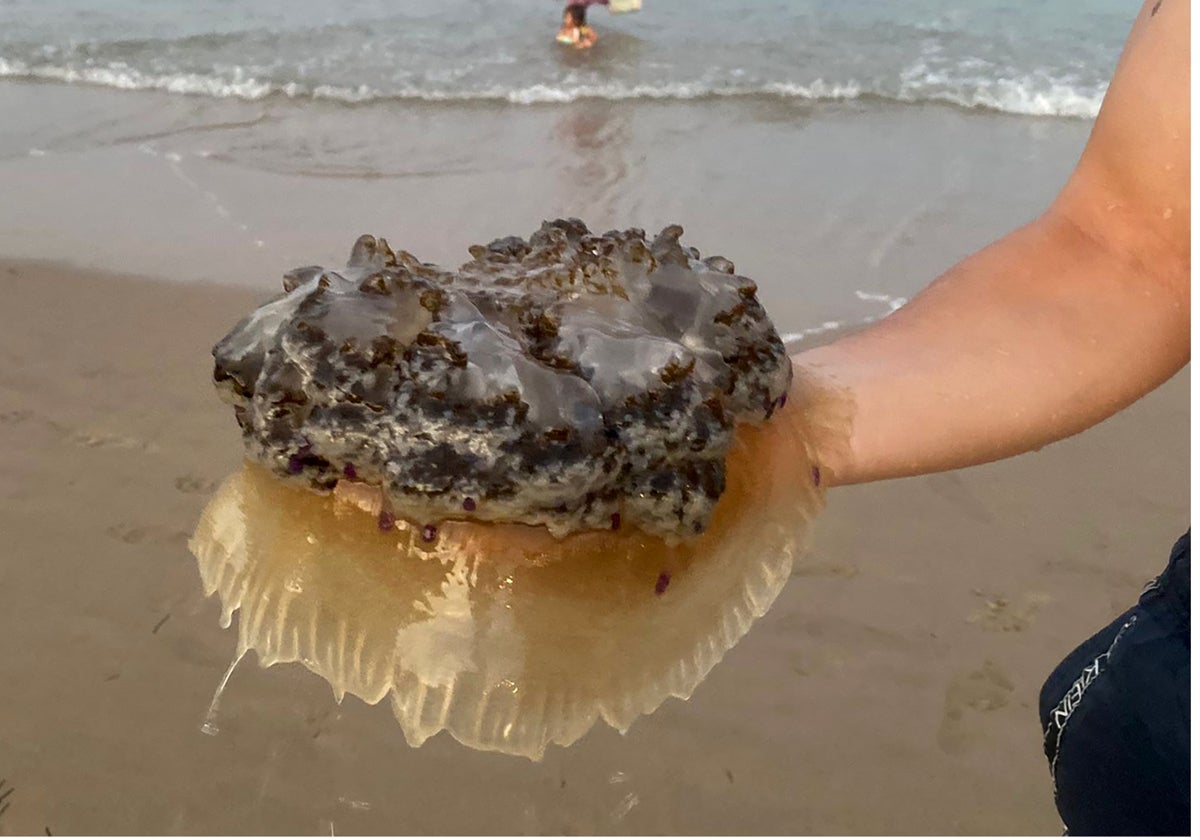 Varias playas de Cádiz han tenido que izar la bandera amarilla por medusas