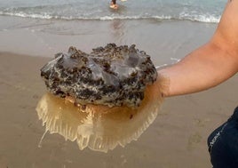 Crecen las picaduras de medusa en Cádiz: «Lava la zona con agua de mar, nunca con agua dulce ni con vinagre»