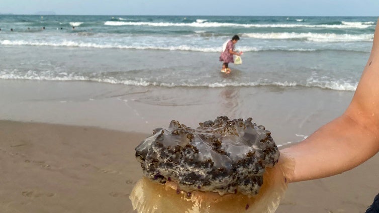 Crecen las picaduras de medusa en Cádiz: «Lava la zona con agua de mar, nunca con agua dulce ni con vinagre»