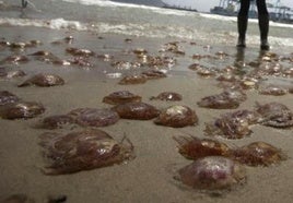 Aumentan los atendidos por picaduras de medusa en la playa de la Victoria de Cádiz