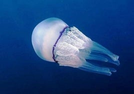 ¿Por qué hay tantas medusas en las playas de Cádiz este verano?