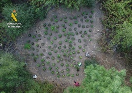 La Guardia Civil desmantela una plantación de marihuana en  San Roque