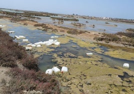 El gran destrozo medioambiental, el otro efecto del grave daño del narcotráfico en Cádiz