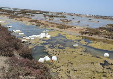 El gran destrozo medioambiental, el otro efecto del grave daño del narcotráfico en Cádiz