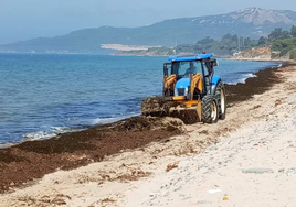 El alga invasora puede ser la solución para el problema de la seca del alcornocal