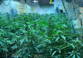 Desmantelan cuatro plantaciones indoor de cannabis sativa con más de mil plantas en Sanlúcar
