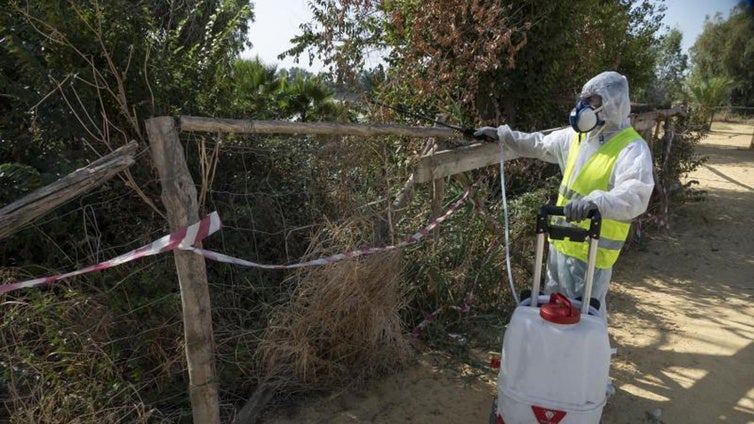 El Ayuntamiento de Jerez mantiene la vigilancia por el Virus del Nilo tras detectar casos en tres caballos