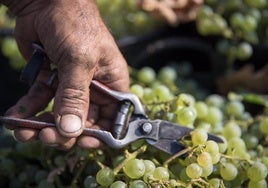 La vendimia de Jerez acaba con 62,5 millones de kilos de uva