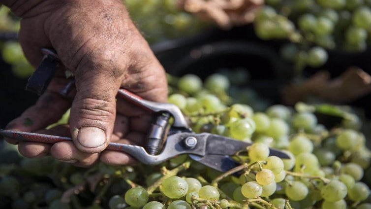 La vendimia de Jerez acaba con 62,5 millones de kilos de uva