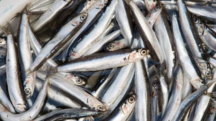 Un grupo de 13 países apoya la preocupación de España ante el recorte de cuota de anchoa en el golfo de Cádiz