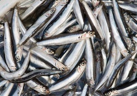 Un grupo de 13 países apoya la preocupación de España ante el recorte de cuota de anchoa en el golfo de Cádiz