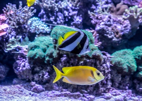 Imagen secundaria 1 - Un acuario en Cádiz, el proyecto que necesita tierra para hacerse realidad