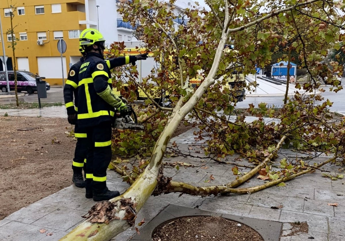 El viento tira un árbol en El Puerto