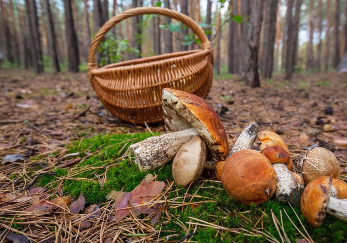 Con la llegada del otoño salir a buscar setas se convierte en una actividad recreativa y culinaria en alza