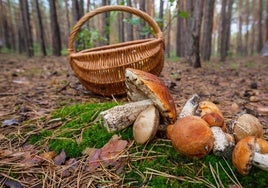 Otoño, tiempo setas: níscalos y yemas, apreciados bocados del Parque Natural de Los Alcornocales