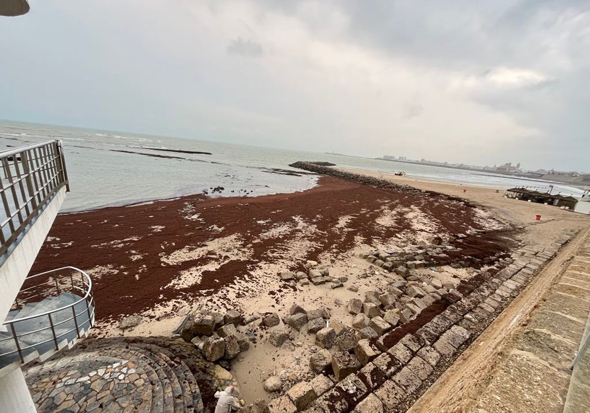 Llamativa presencia de algas en la playa de Santa María del Mar de Cádiz.