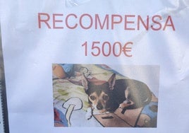 Una familia gaditana ofrece recompensas de 100 y 1.500 euros para tratar de recuperar a su perrito perdido