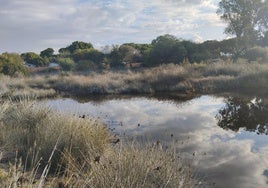 Estas son las medidas para prevenir la proliferación de mosquitos en El Puerto