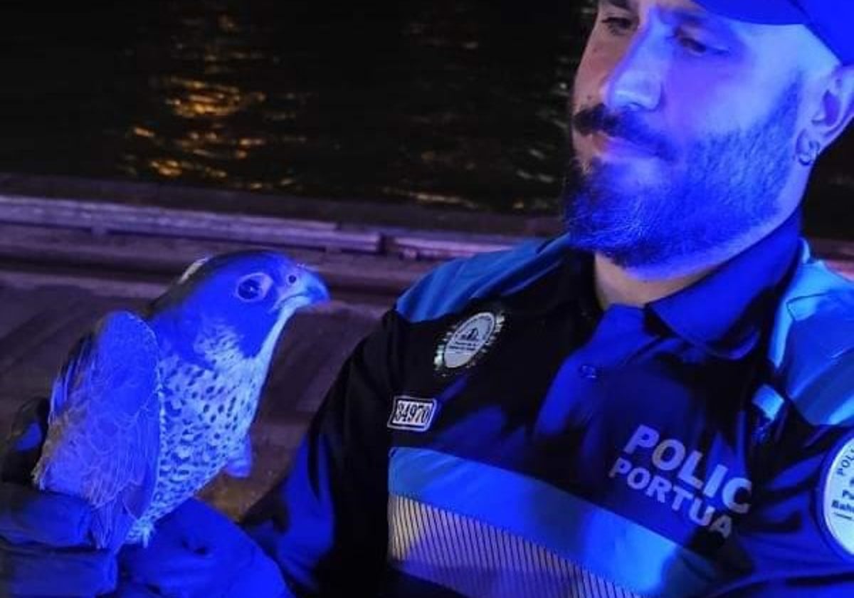 Rescatado un ejemplar de halcón peregrino que se hallaba desorientado en el muelle de Cádiz