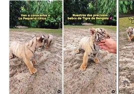 En este pueblo de Cádiz puedes ver tigres de bengala y leones: «¿Se pueden tocar?»