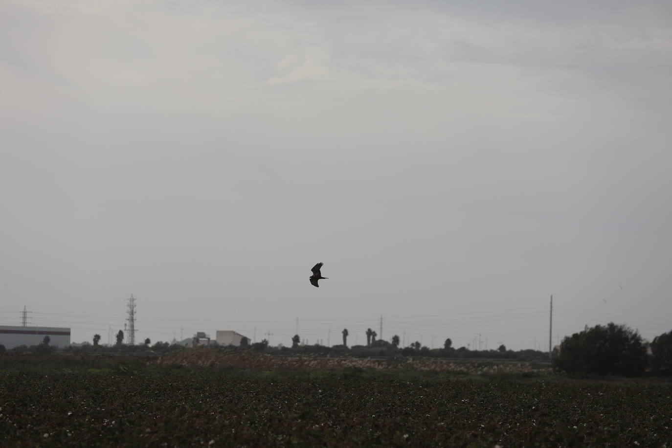 Fotos: Los efectos de la DANA en Cádiz