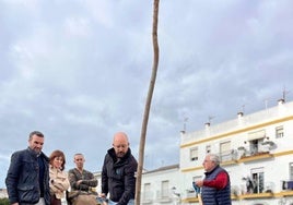 Un exótico árbol llega al paseo Fluvial de El Puerto