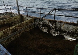 La desesperación de los pescadores de Conil ante la presencia del alga asiática: «Nunca ha estado peor»