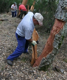 Imagen secundaria 2 - Varios momentos del trabajo de los arrieros sacando corcho en el Parque Natural de los Alcornocales en Cádiz