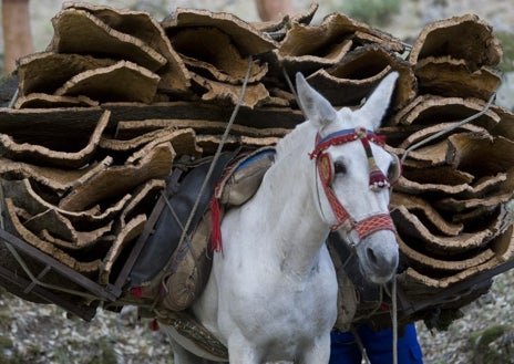 Imagen secundaria 1 - Varios momentos del trabajo de los arrieros sacando corcho en el Parque Natural de los Alcornocales en Cádiz