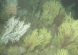 El Intituto Español de Oceanografía explora los hábitats profundos de los cañones submarinos del Estrecho