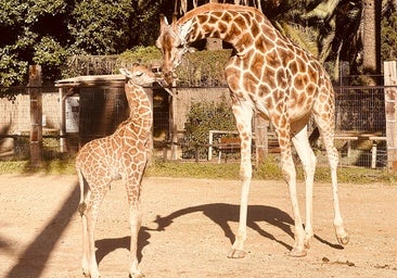 Nace una nueva cría de jirafa en el Zoo de Jerez