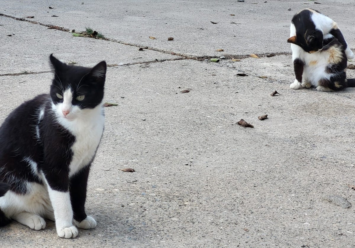 Imagen de archivo de dos gatos.