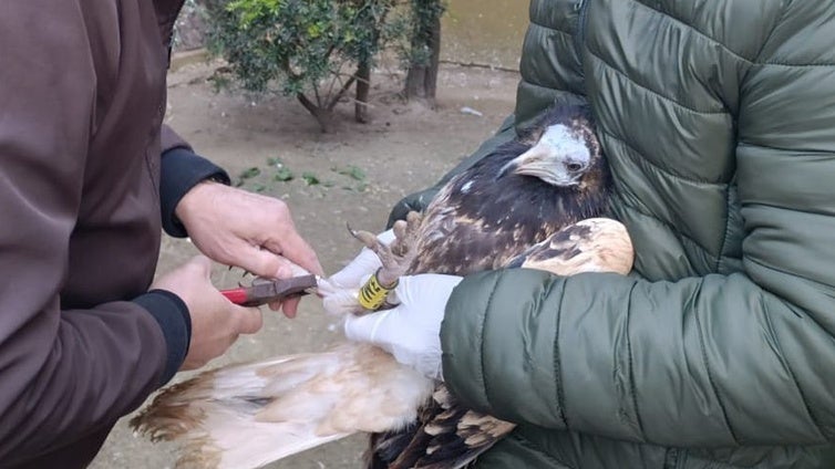 Tres pollos de alimoche nacidos en el Zoobotánico se soltarán la próxima primavera en Cazorla