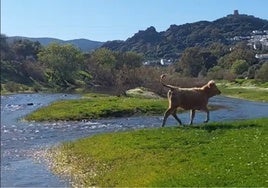 Este es el pueblo de Cádiz que te hará sentir como en los Alpes suizos: «Espectacular»