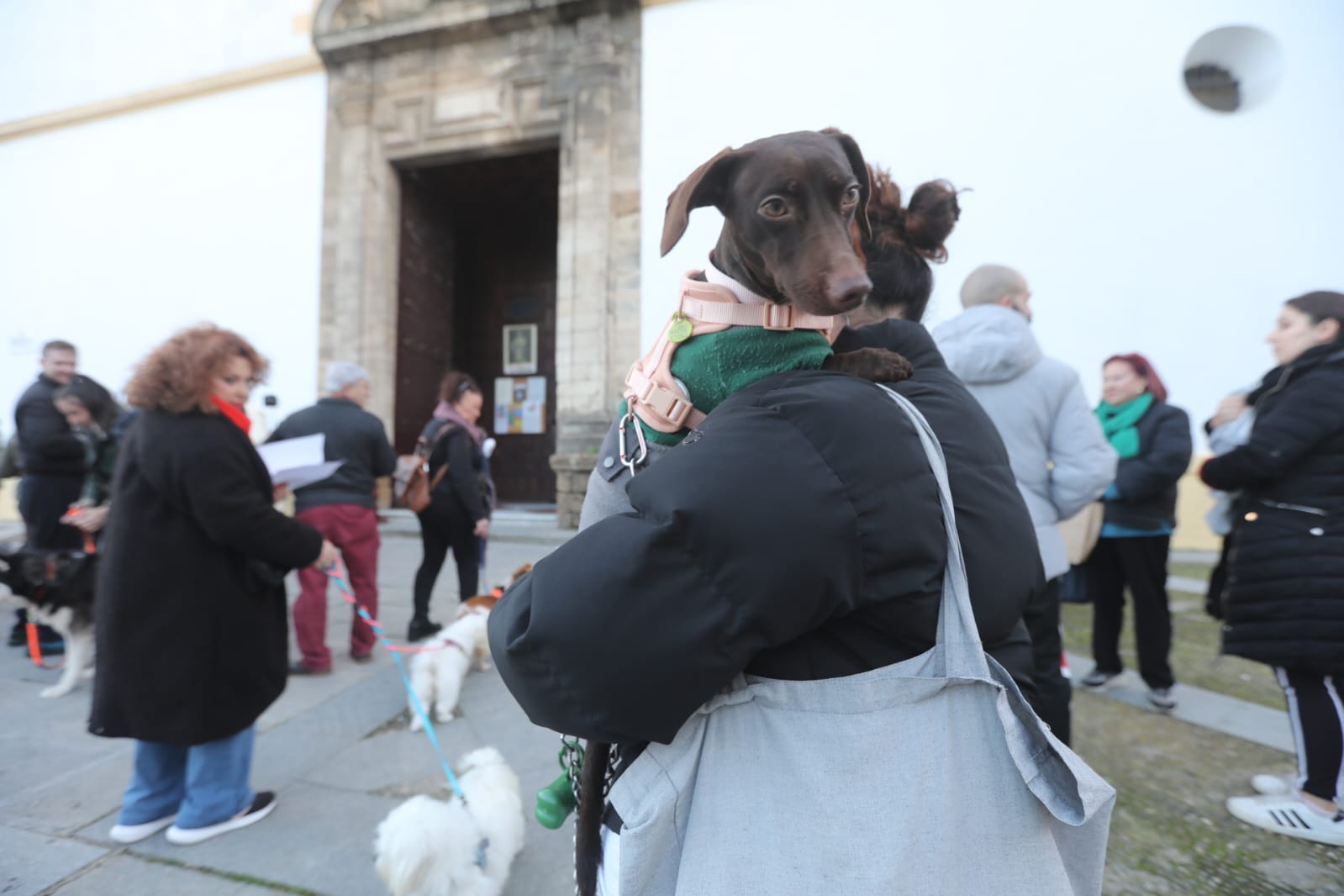 Bendición a las mascotas gaditanas en la festividad de San Antonio Abad