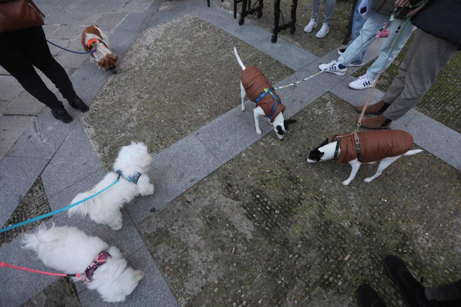 Bendición a las mascotas gaditanas en la festividad de San Antonio Abad