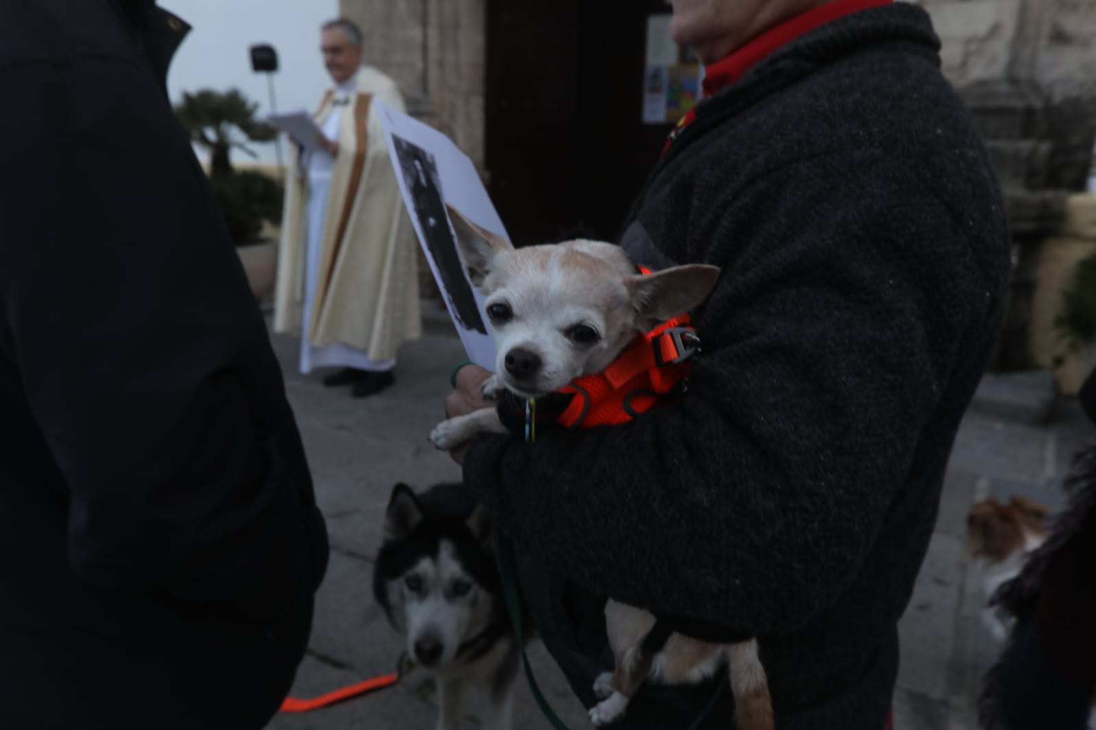 Bendición a las mascotas gaditanas en la festividad de San Antonio Abad