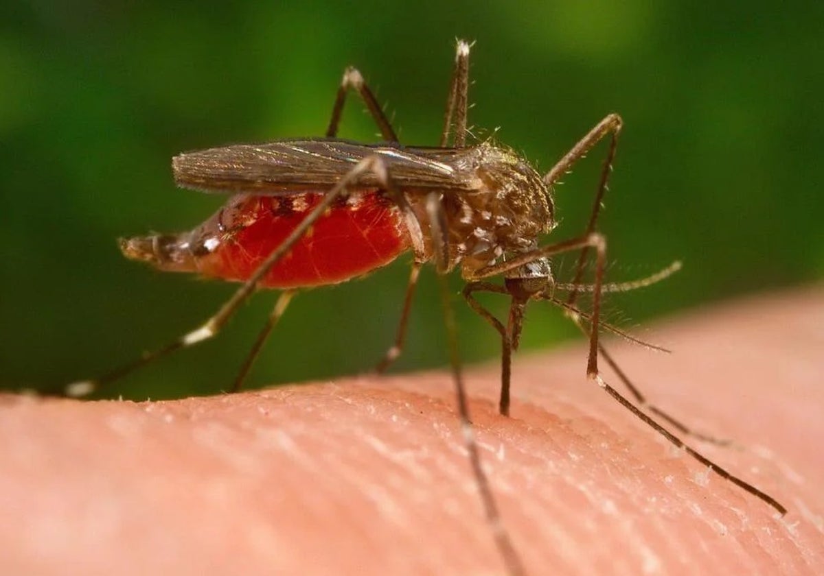 El primer foco de fiebre del Nilo Occidental del año en España, localizado en la provincia de Cádiz