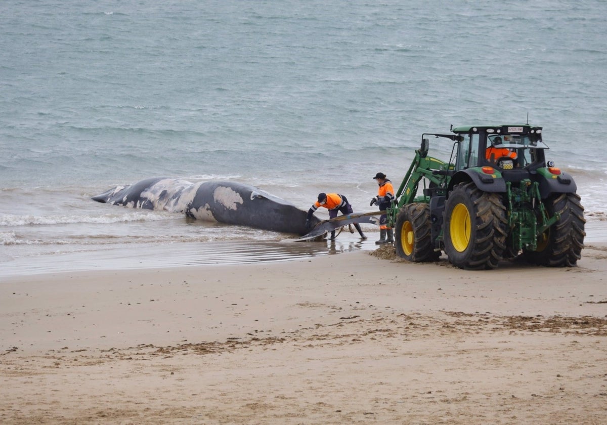 Imagen de la ballena de Rota