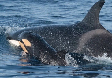 Tarifa será la sede de un congreso mundial sobre orcas