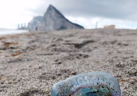 Las carabelas portuguesas amenazan las playas de La Línea: ¡no toques estas medusas venenosas!