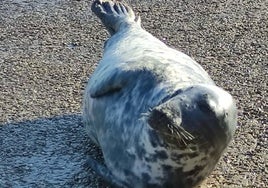 Aparecen dos focas en el puerto pesquero de Conil