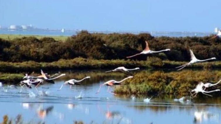 Ecologistas recurre el Plan de Ordenación de Recursos Naturales del Parque Natural Bahía de Cádiz