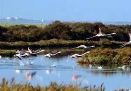 Ecologistas recurre el Plan de Ordenación de Recursos Naturales del Parque Natural Bahía de Cádiz