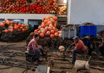 Las limitaciones de pesca del atún rojo obligan un año más a las almadrabas gaditanas a comprar cuota a pesquerías del Mediterráneo