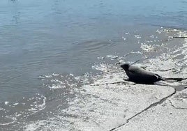 Turismo marino: una foca se queda de vacaciones en Conil