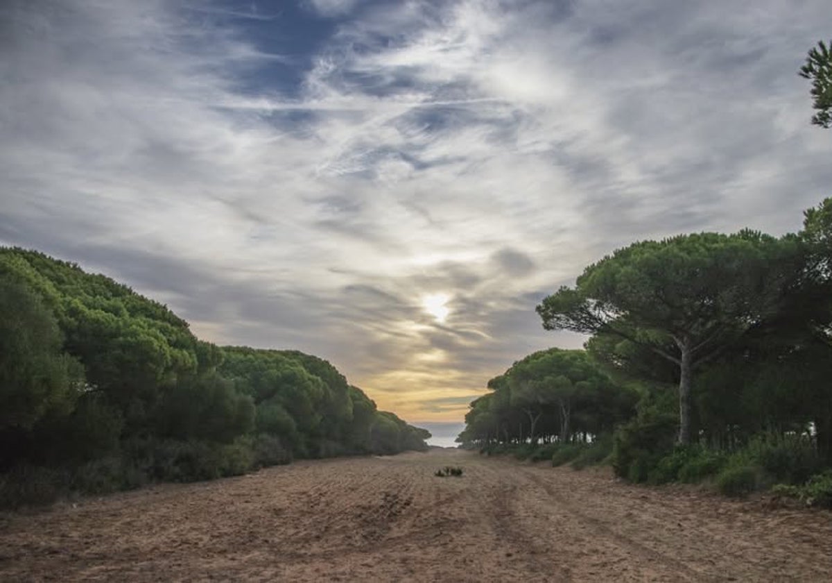 La Junta traslada al Ayuntamiento de Barbate que la tala en La Breña «responde a criterios preventivos y de conservación»